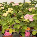 Hortenzia kalinolistá (Hydrangea macrophylla) ‘PINK SENSATION’ - výška 10-15 cm, kont. C2L 